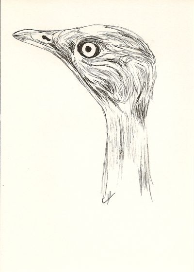 MacqueenTete-m2