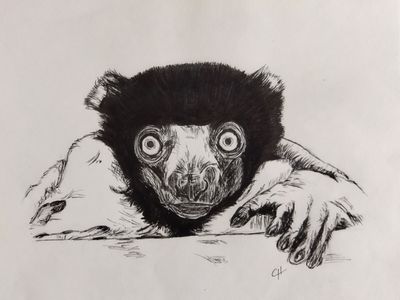 Propithecus Coronatus
