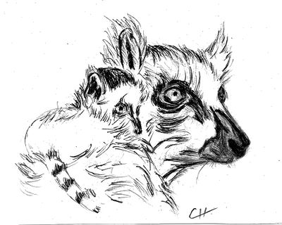 Lemur catta mère et petit