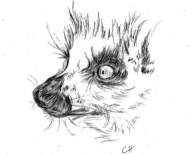 Lemur catta tete2