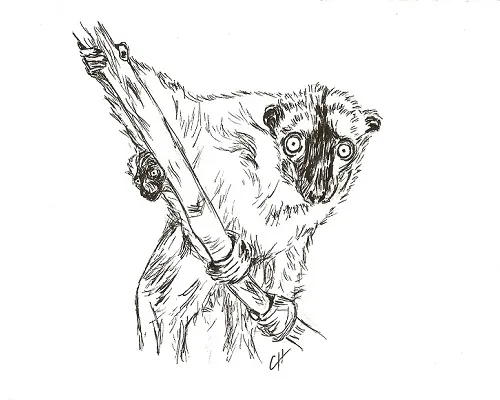 Eulemur fulvus mère et petit