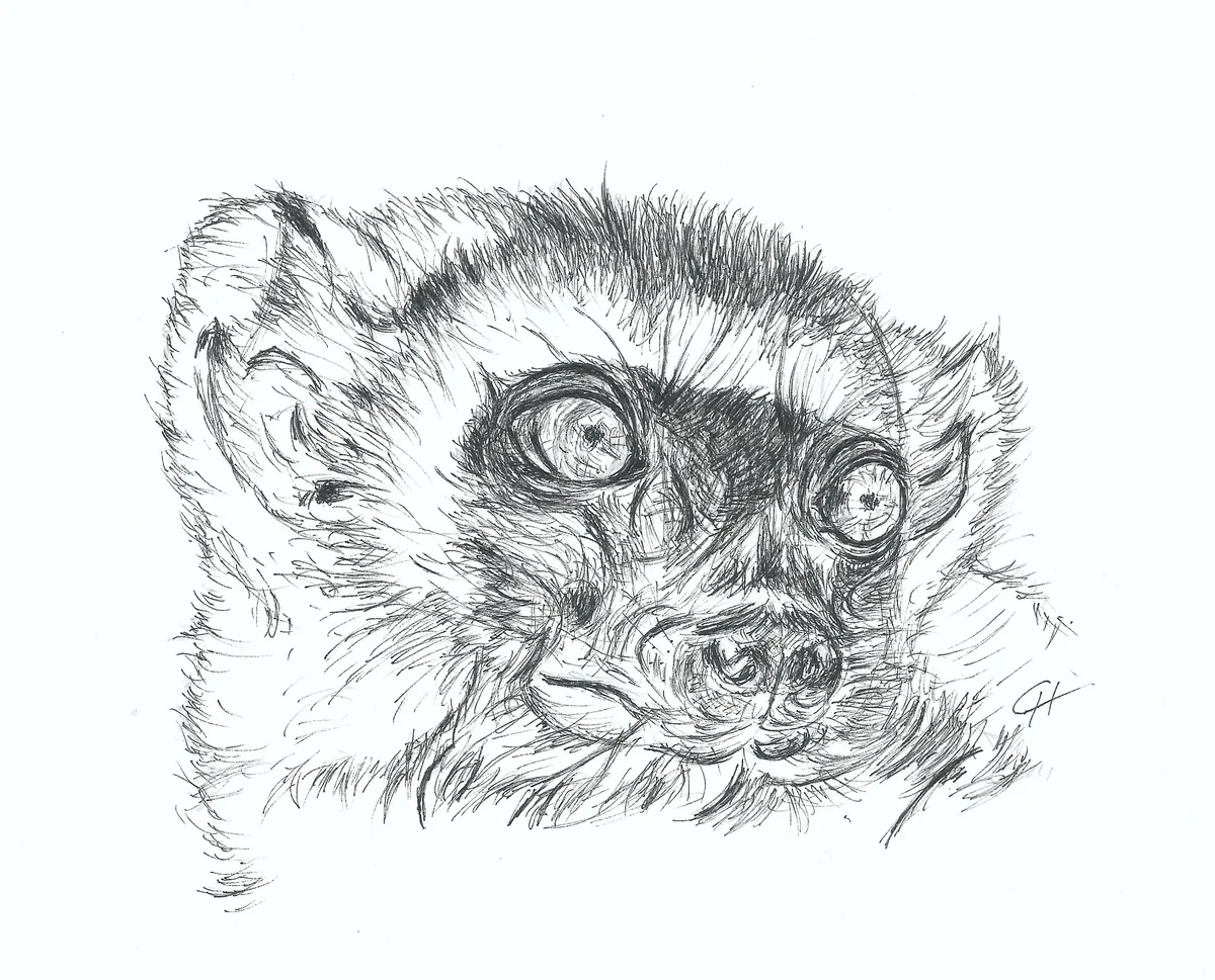 Eulemur fulvus petit