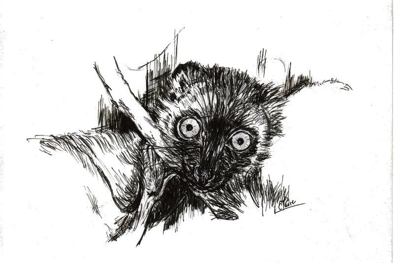 Eulemur fulvus tete