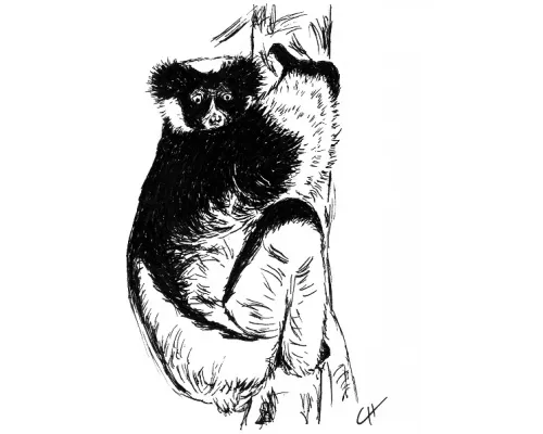 Lemur Indri Babakoto 2