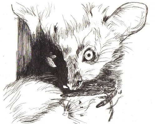 Lemur aye-aye tete