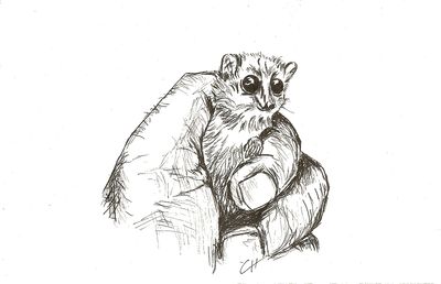 Lemur microcèbe titihy