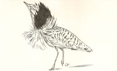 male_parade_1